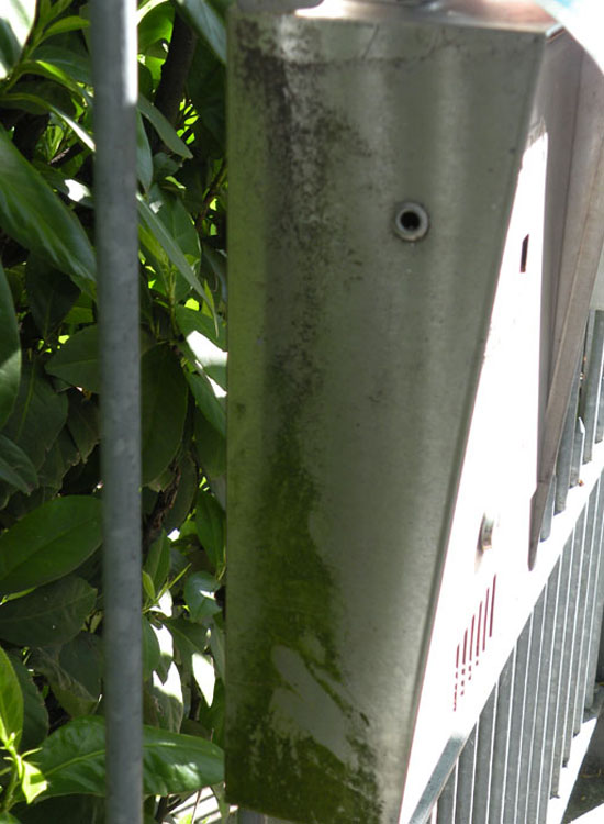 Microalga terrestre: Trebouxia sp